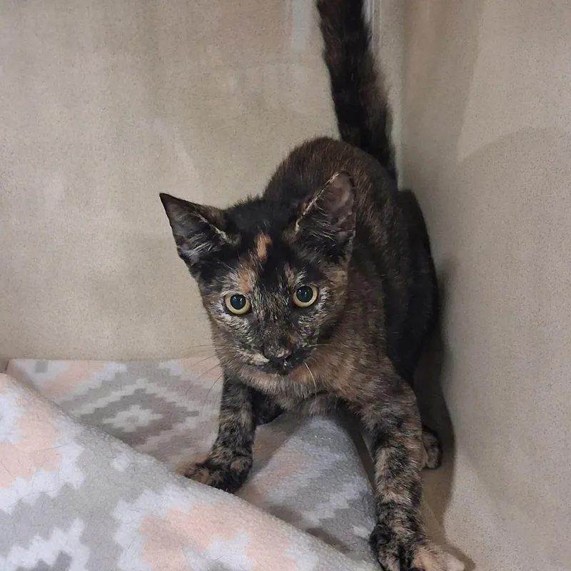 A young medium-sized female Domestic Short Hair cat named Abby for adoption in Gautier, MS