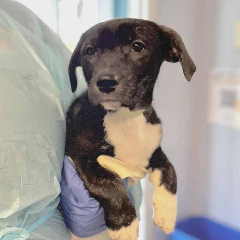 A baby medium-sized male Black Mixed Breed dog named Mikey for adoption in Hendersonville, NC