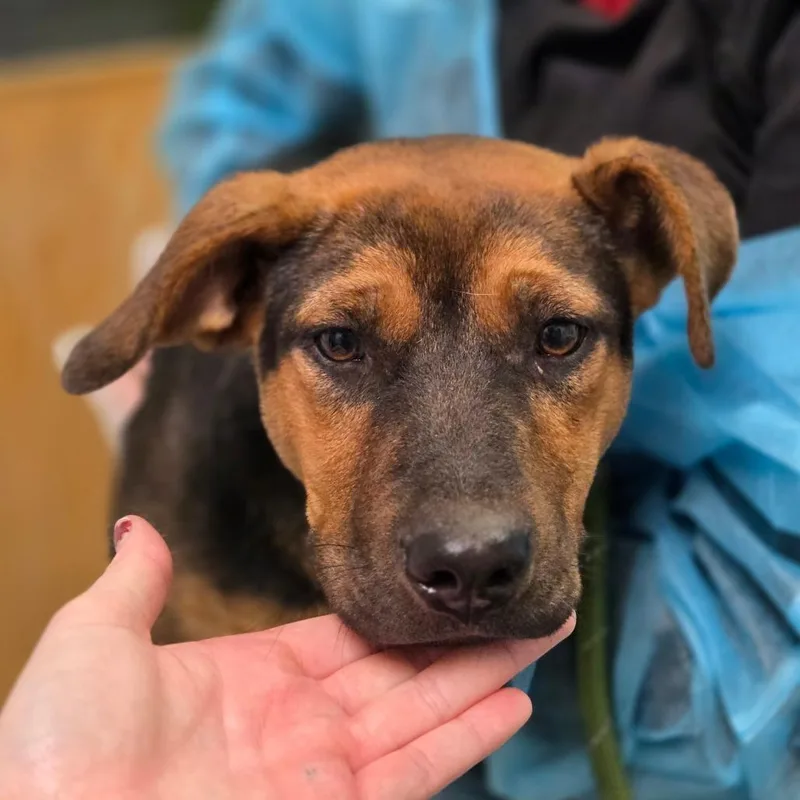 A young medium-sized female Yellow / Tan / Blond / Fawn Mixed Breed dog named Owen Elliot for adoption in Charleston, WV