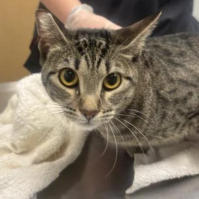 A young medium-sized female Brown / Chocolate Domestic Short Hair cat named Flurry for adoption in Jacksonville, FL