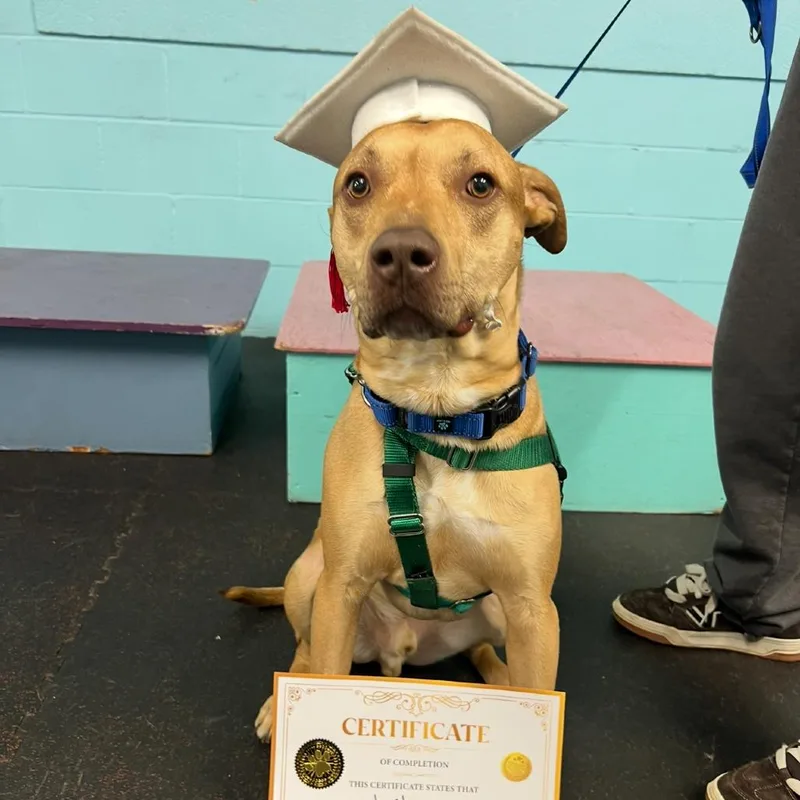 An adult medium-sized male Mixed Breed dog named Lucky for adoption in Concord, NH