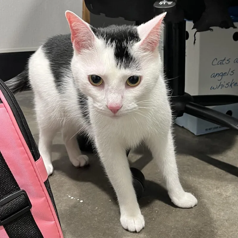 Kiki