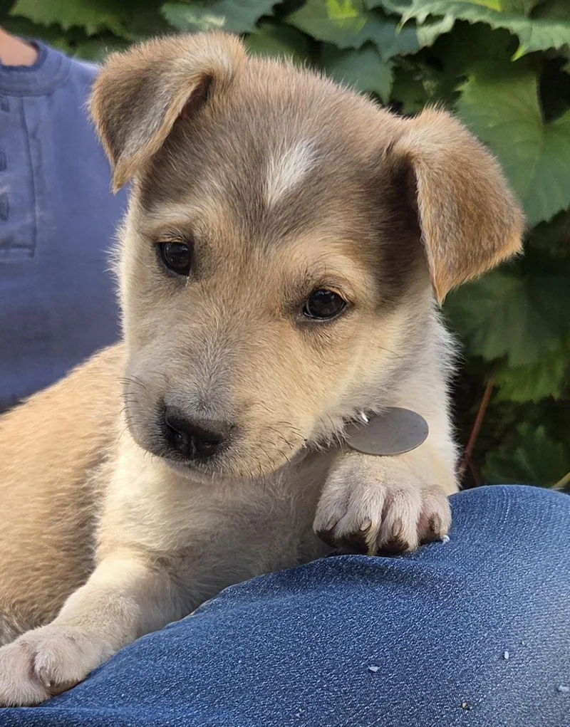 A baby medium-sized female Australian Cattle Dog / Blue Heeler dog named Sweetie for adoption in Saint Paul, MN