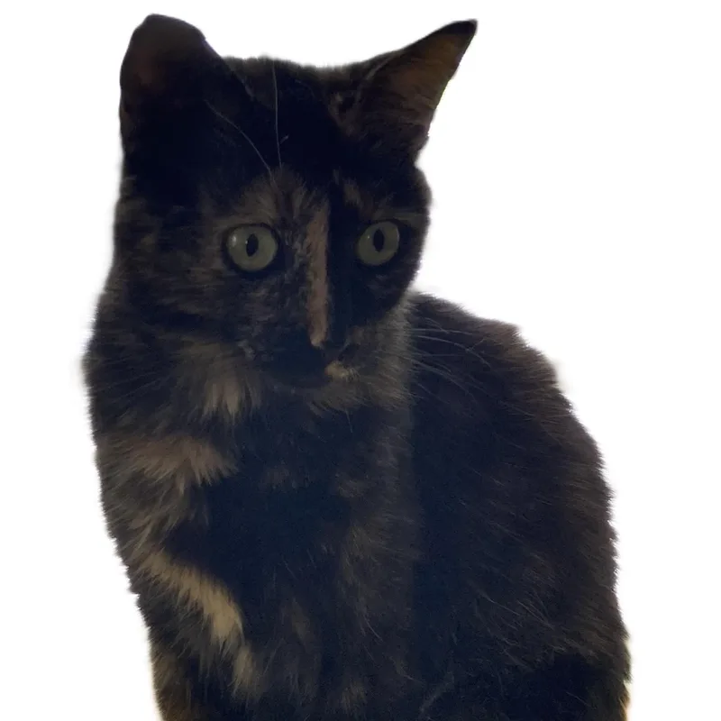 An adult medium-sized female Black Domestic Short Hair cat named Sassafras "Sassy" and Sunshine for adoption in Liverpool, TX