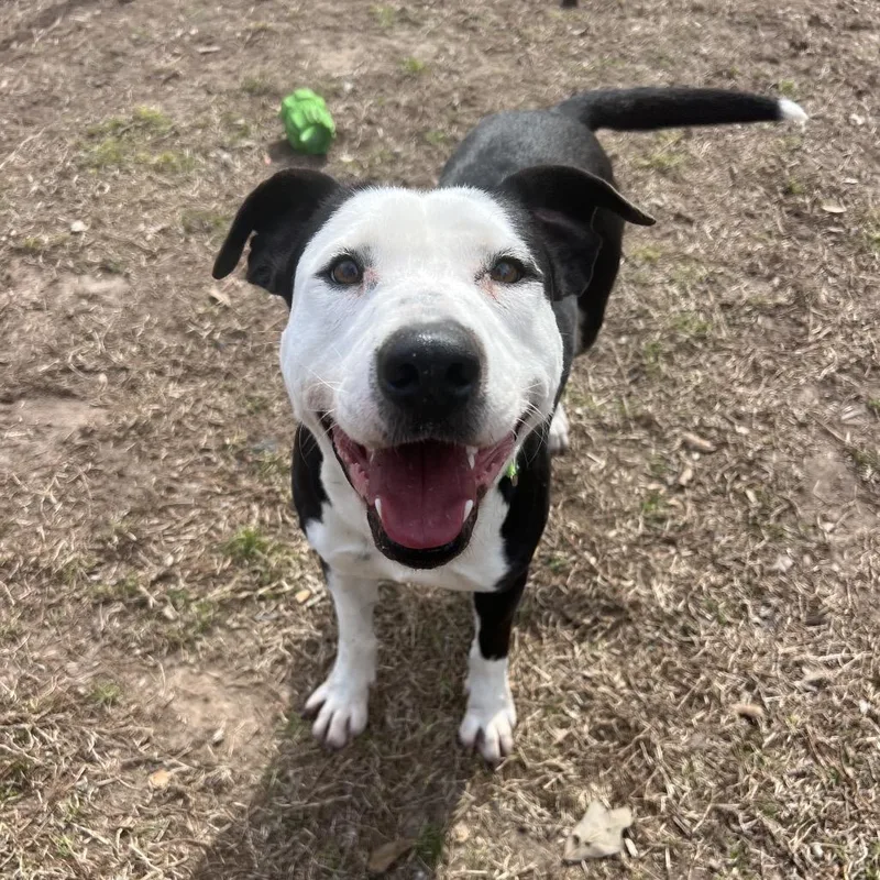 A young medium-sized male Black Pit Bull Terrier dog named Ham Bone for adoption in Spring, TX