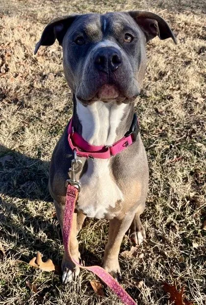 An adult extra large-sized female Gray / Blue / Silver Pit Bull Terrier dog named Ramona for adoption in Kansas City, MO