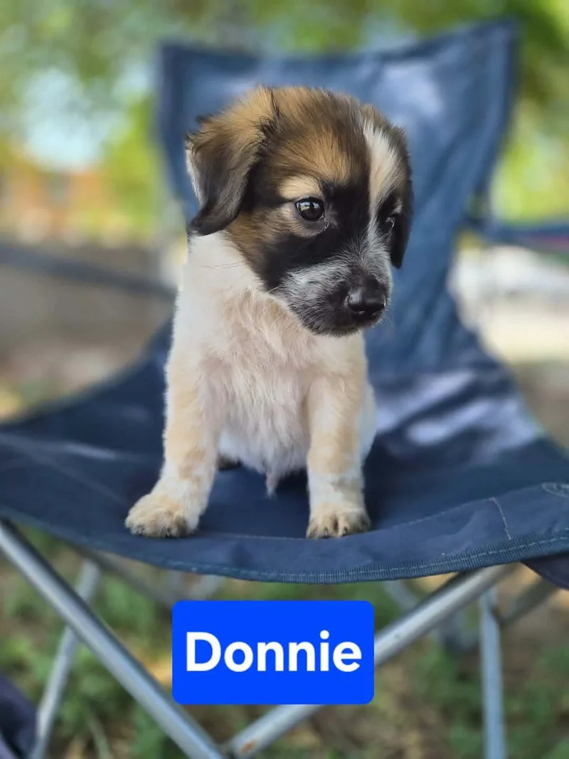 Donnie