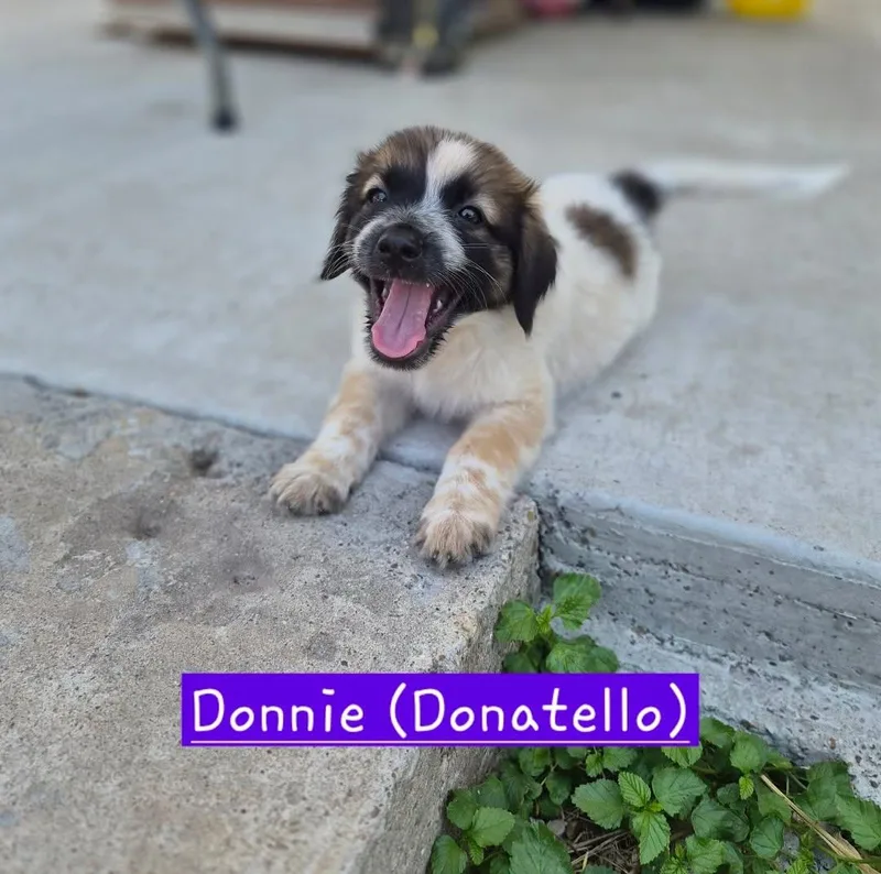 Donnie thumbnail 2
