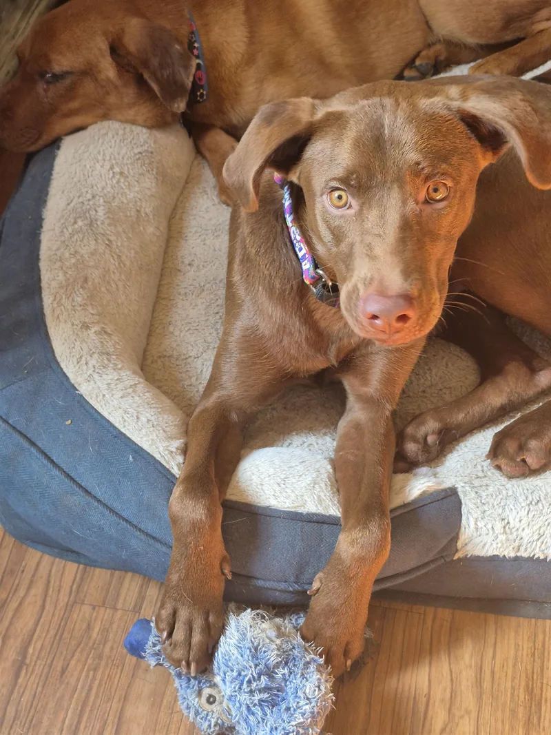 A young large-sized female Brown / Chocolate Chocolate Labrador Retriever dog named Cinnamon for adoption in Byron, IL