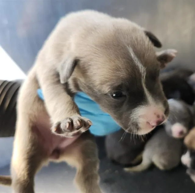 A baby small-sized female American Staffordshire Terrier dog named Ginger for adoption in San Antonio, TX