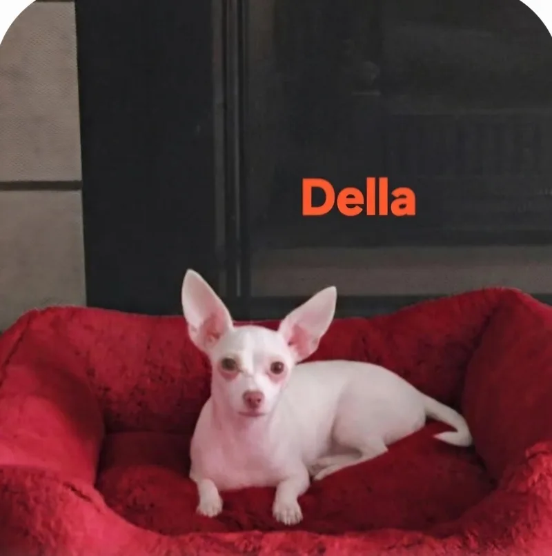A baby small-sized female Chihuahua dog named Della for adoption in New Port Richey, FL
