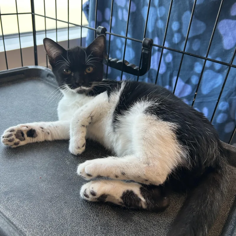 A baby small-sized male Black & White / Tuxedo American Shorthair cat named Lips for adoption in Gainesville, TX