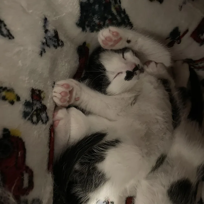 A baby small-sized female Black & White / Tuxedo Domestic Short Hair cat named Quinn for adoption in Grand Rapids, MI