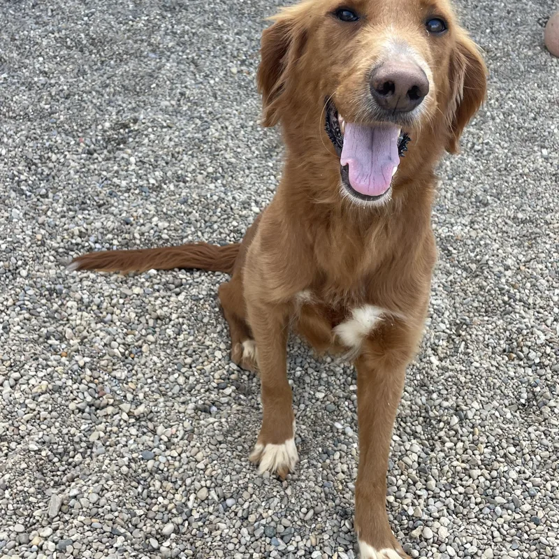 An adult medium-sized female Golden Irish Setter dog named Willow for adoption in Lacon, IL
