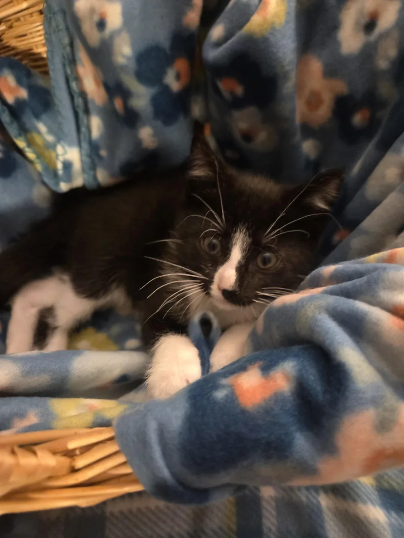 A baby small-sized male Domestic Short Hair cat named Zambucca for adoption in Canton, CT