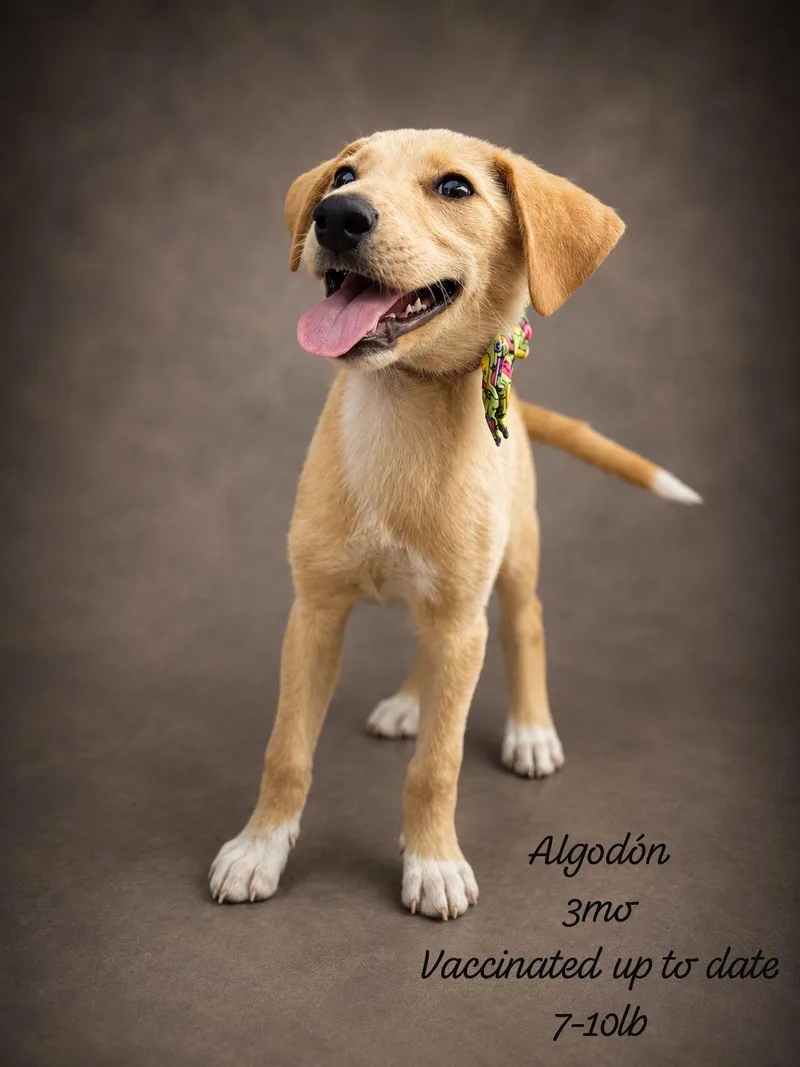 A baby small-sized female Yellow / Tan / Blond / Fawn Labrador Retriever dog named ALGODÓNin NY for adoption in New York, NY