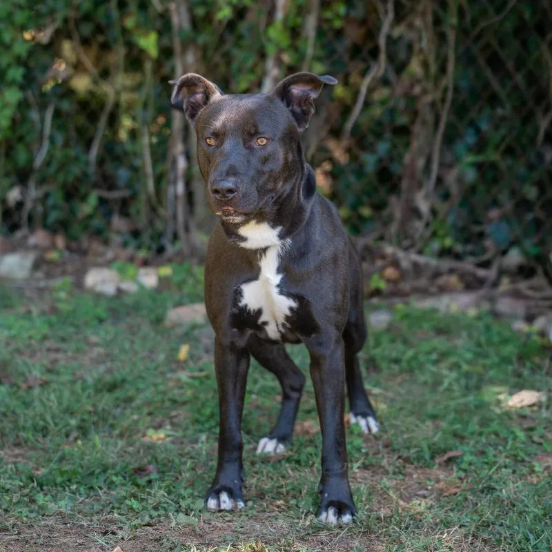 A young large-sized male Terrier dog named Beanie for adoption in Gainesville, GA