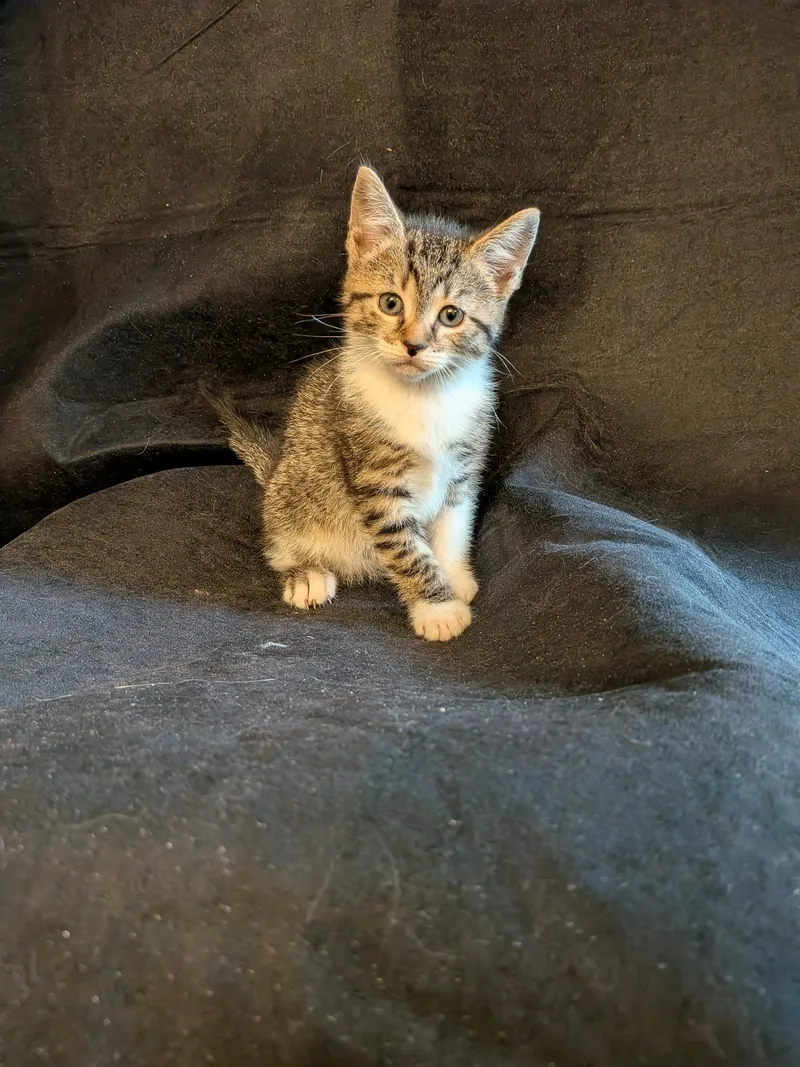 A baby small-sized female Domestic Short Hair cat named Disco for adoption in Hershey, PA