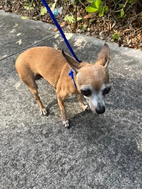 An adult small-sized female Chihuahua dog named Bambi for adoption in Miami, FL
