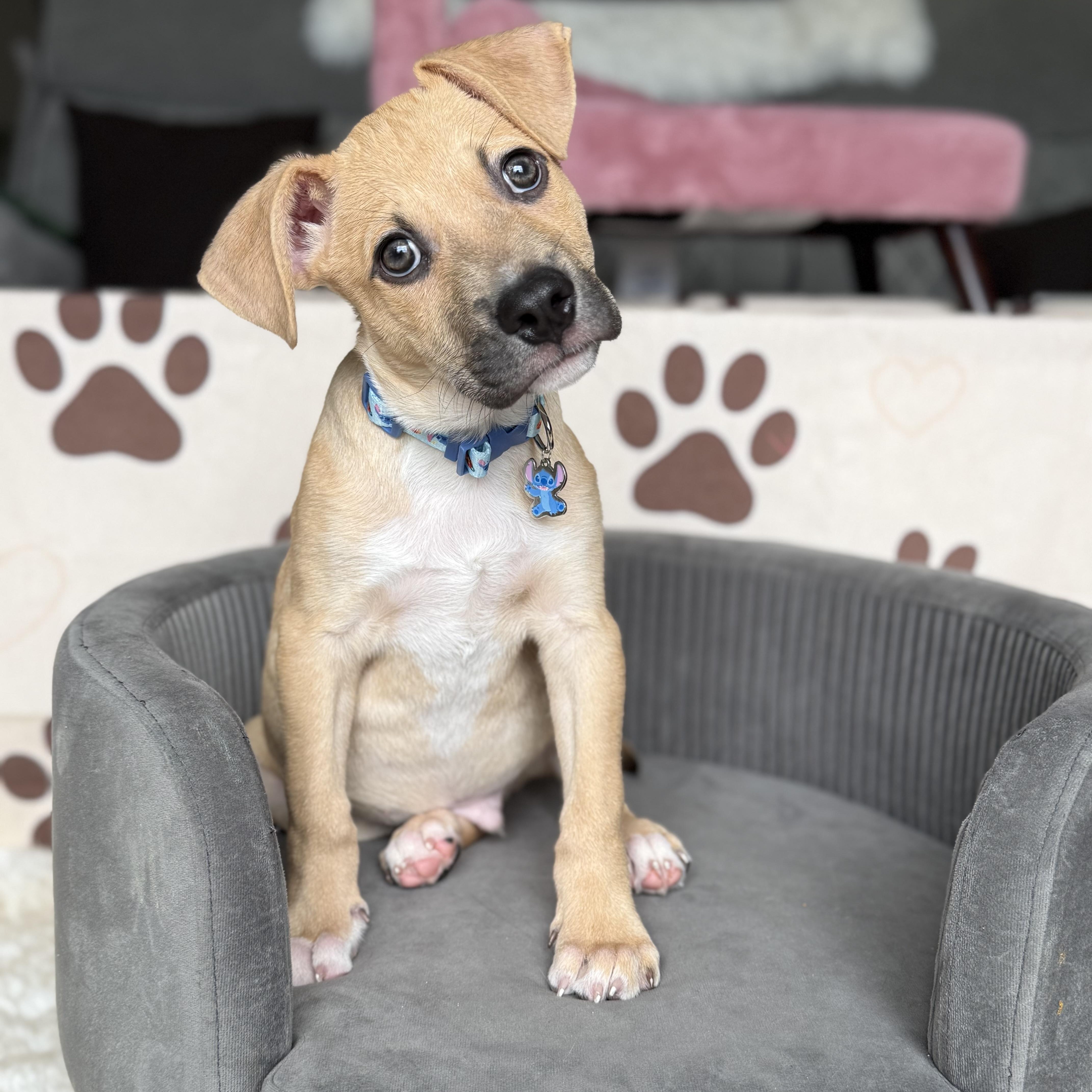A baby medium-sized male Yellow / Tan / Blond / Fawn American Staffordshire Terrier dog named Leo for adoption in Park Forest, IL