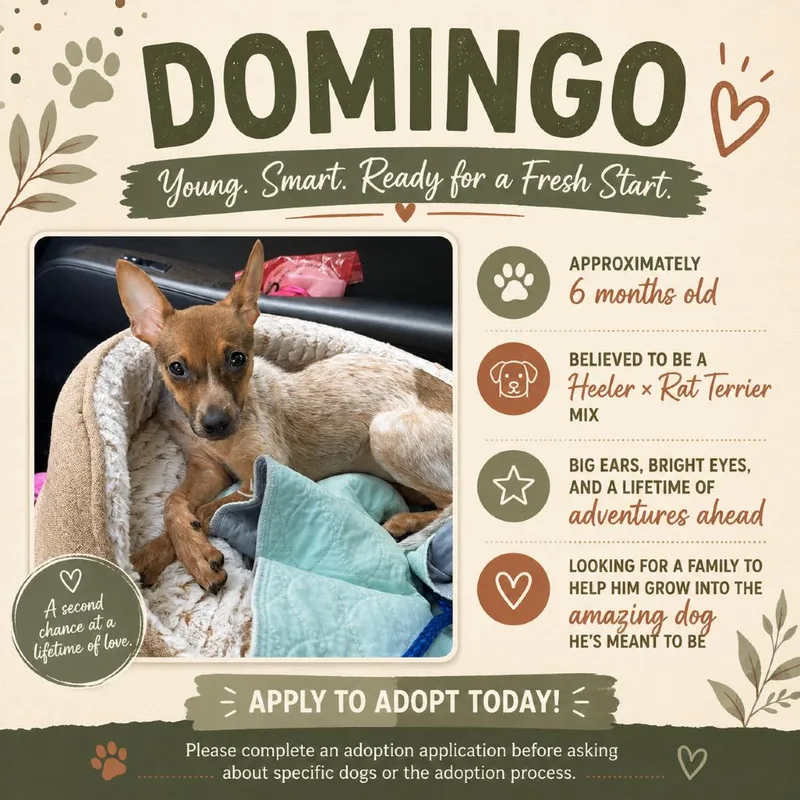 A young small-sized male Brown / Chocolate Rat Terrier dog named Domingo D for adoption in Minneapolis, MN