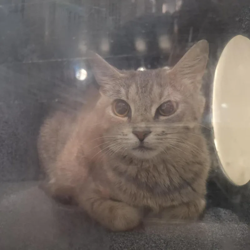 A young medium-sized female Gray / Blue / Silver Domestic Short Hair cat named Rune for adoption in Baltimore, MD