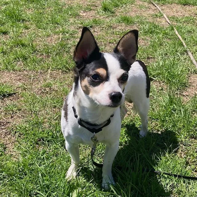A senior small-sized male Chihuahua dog named Pinto for adoption in Methuen, MA