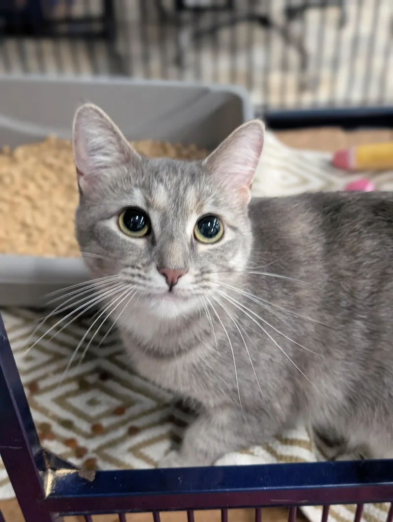 A young medium-sized female Dilute Calico Domestic Short Hair cat named Biscuit for adoption in Tilton, IL