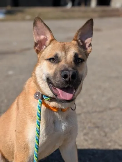 An adult large-sized male Mixed Breed dog named Theo for adoption in Cincinnati, OH