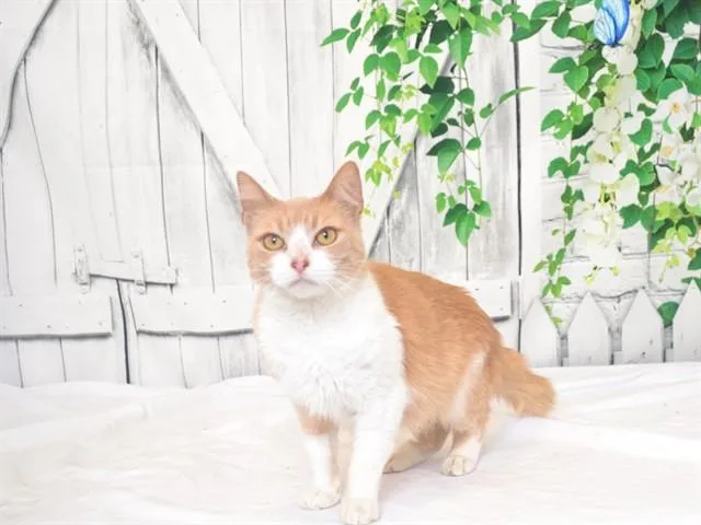 A young small-sized female Domestic Medium Hair cat named Fancy for adoption in Oroville, CA