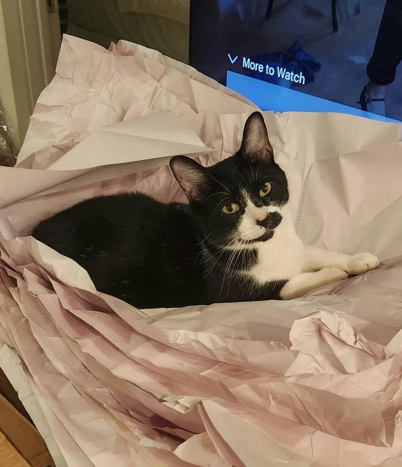 An adult large-sized male Black & White / Tuxedo Domestic Short Hair cat named Auggie for adoption in Houston, TX