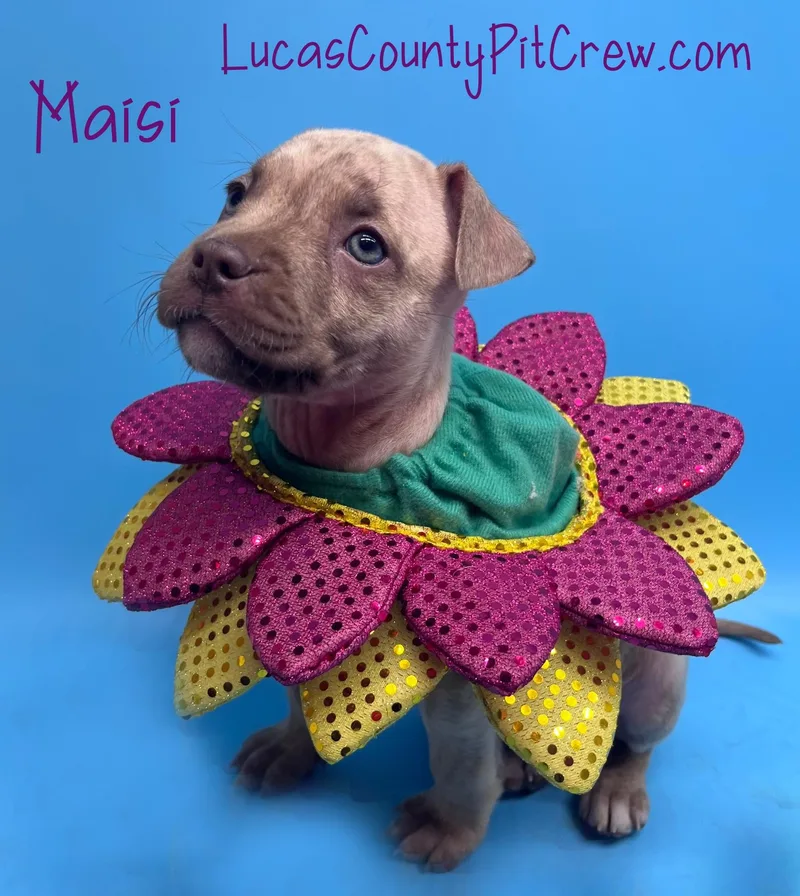 A baby medium-sized female Apricot / Beige Pit Bull Terrier dog named Maisi for adoption in Toledo, OH