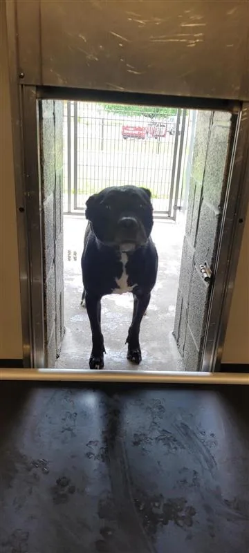 An adult medium-sized female Mixed Breed dog named Helga for adoption in West Chester, PA