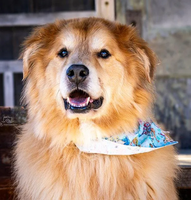 Golden Baron thumbnail 3