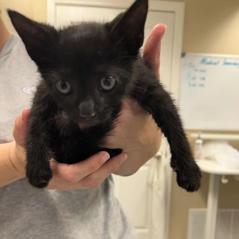 A baby small-sized male Black Domestic Short Hair cat named Mitchell for adoption in Lake Panasoffkee, FL