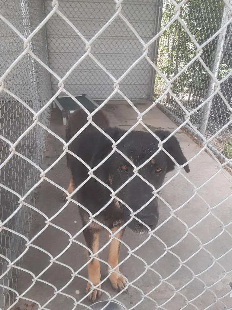 An adult medium-sized male German Shepherd Dog dog named Sambar for adoption in Chino Valley, AZ