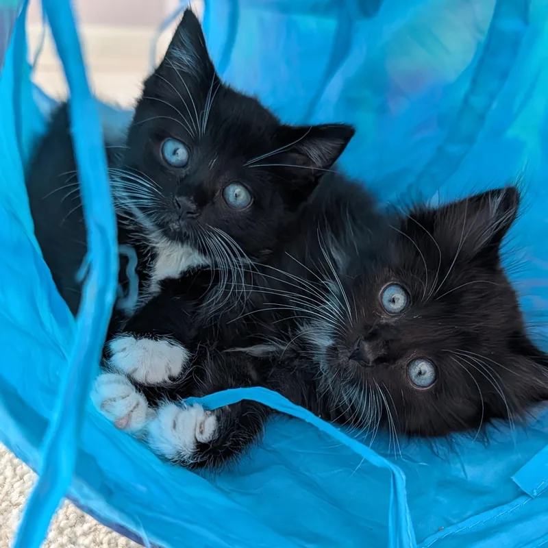 A baby medium-sized male Black & White / Tuxedo Tuxedo cat named Ember& Ash for adoption in East Amherst, NY