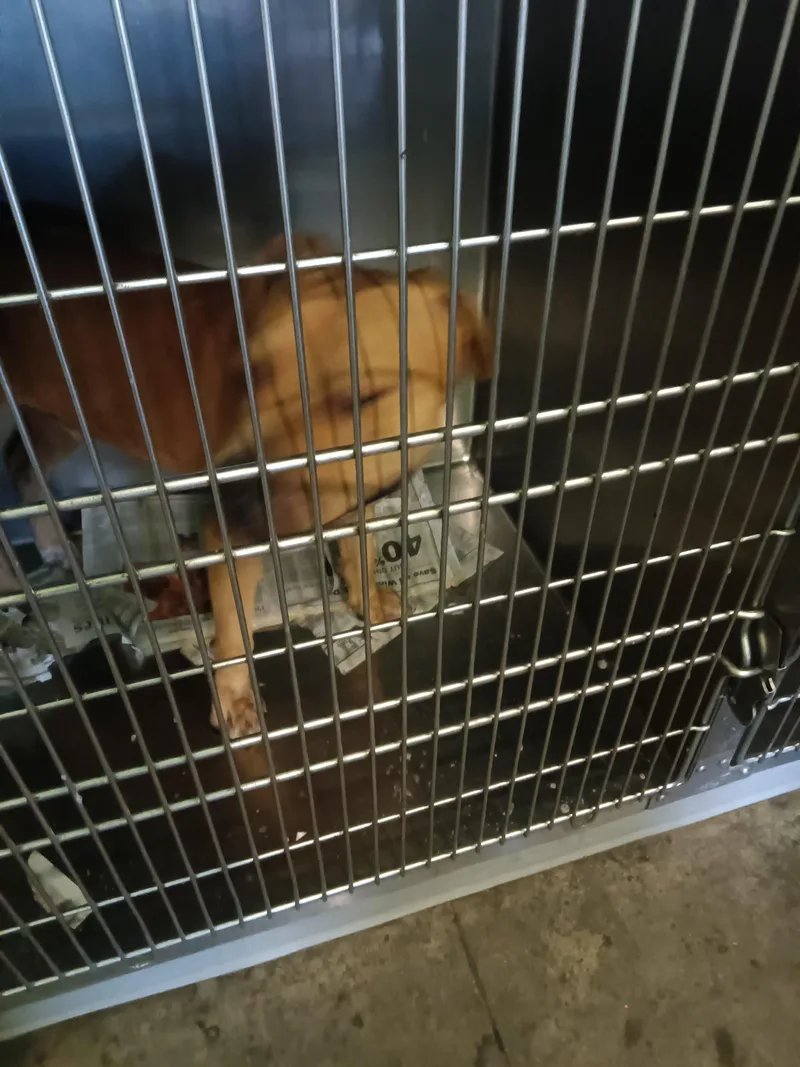 An adult large-sized male American Staffordshire Terrier dog named Mr Lee for adoption in Los Angeles, CA