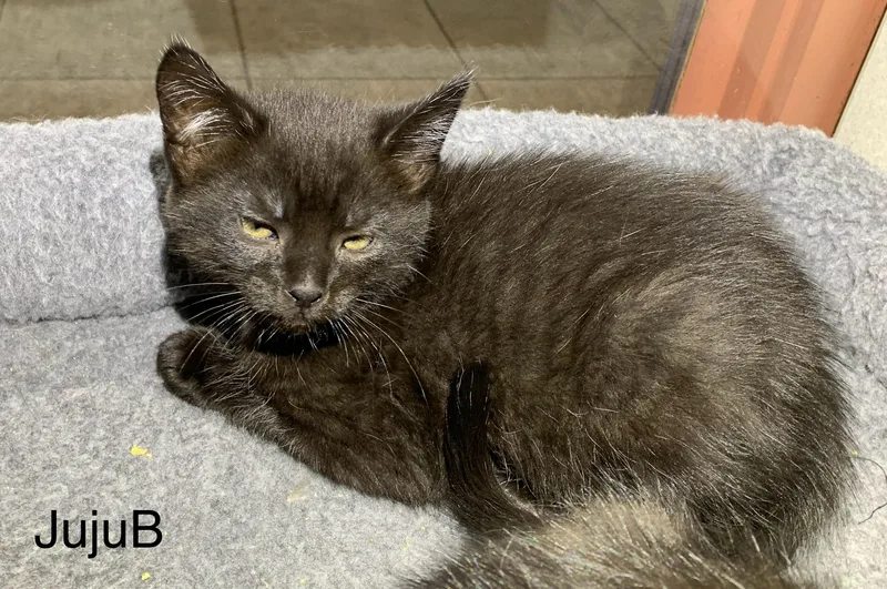 A baby medium-sized female Black Domestic Short Hair cat named Jujub for adoption in Massena, NY