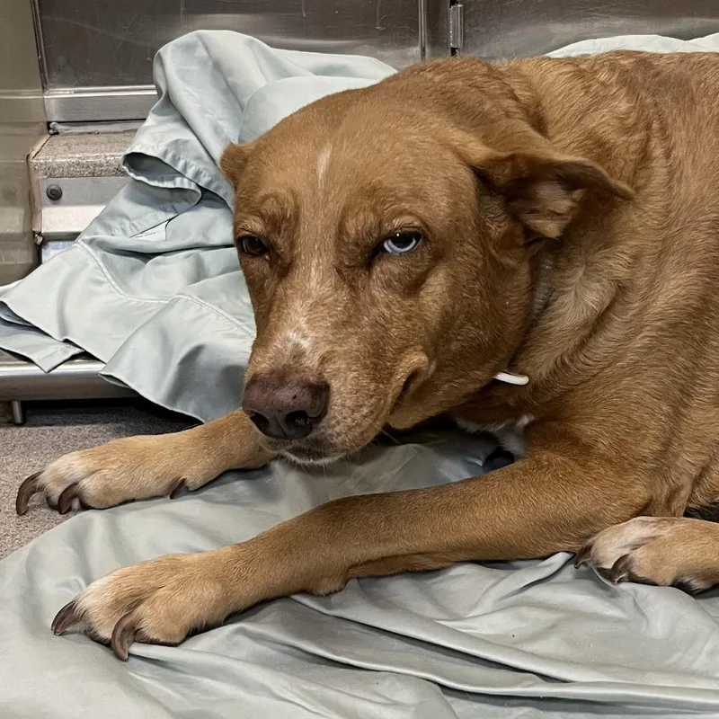 A young large-sized female Golden Mixed Breed dog named Babydoll for adoption in Palm Springs, CA