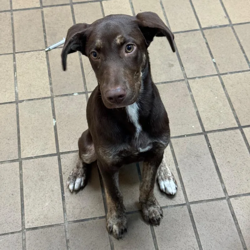 A baby small-sized female Pointer dog named Ulyssa for adoption in Birmingham, AL