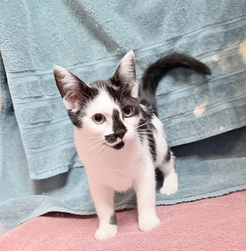 A baby medium-sized female Domestic Short Hair cat named Arm for adoption in Elizabethtown, NC