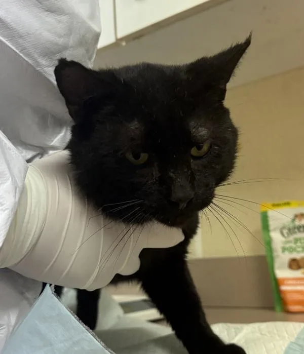 An adult small-sized male Domestic Short Hair cat named Asiago for adoption in Salisbury, MD