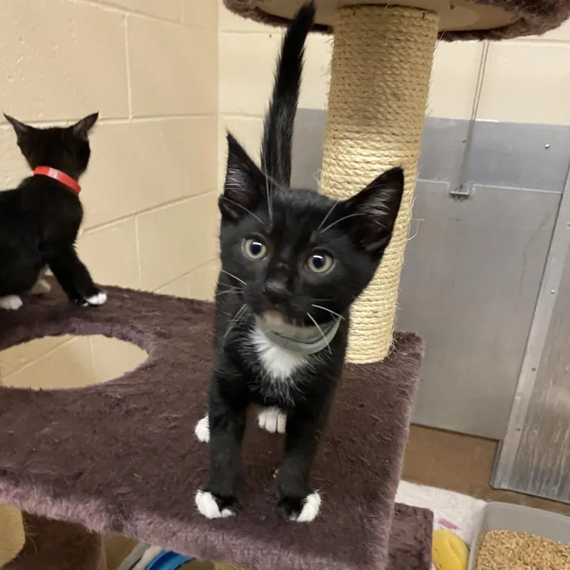 A baby small-sized male Black Domestic Short Hair cat named Donald Duck for adoption in Los Angeles, CA