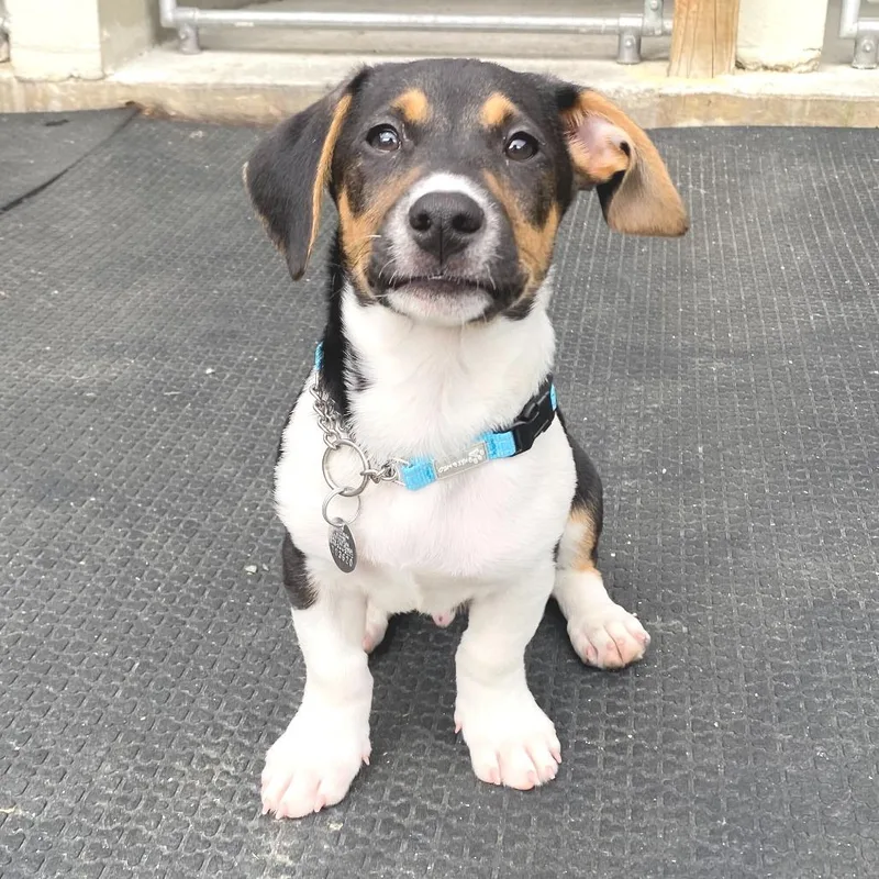 A baby small-sized male Black Jack Russell Terrier dog named Hobbs for adoption in Marshall, VA