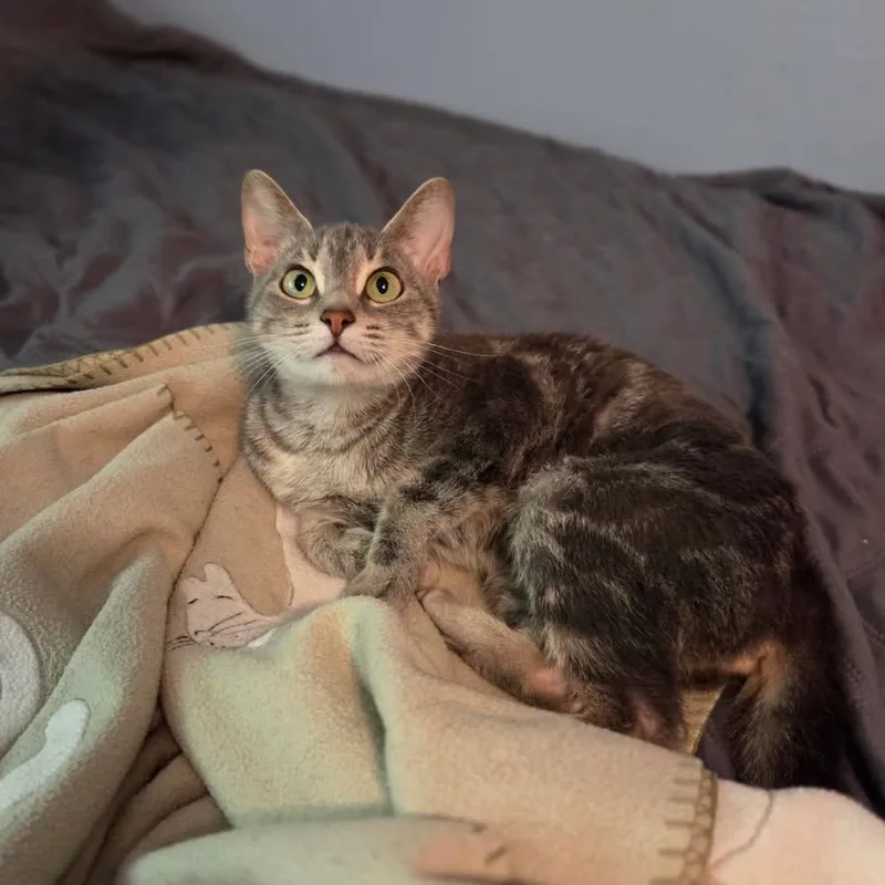 An adult medium-sized female Tabby (Gray / Blue / Silver) Domestic Short Hair cat named Sunny Side Up for adoption in Evanston, IL