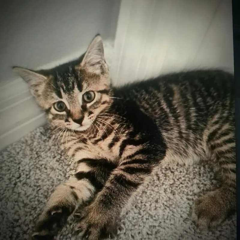 A baby small-sized female Brown / Chocolate Domestic Short Hair cat named Bree for adoption in Lake Panasoffkee, FL