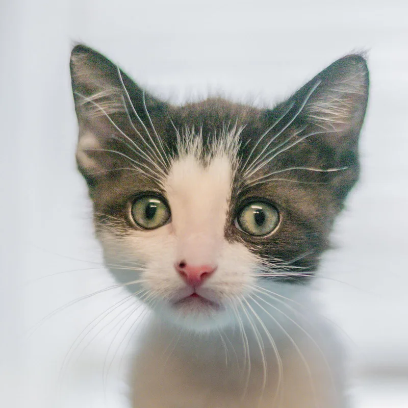 A young medium-sized male Black & White / Tuxedo Domestic Short Hair cat named Sly for adoption in Hilton Head Island, SC