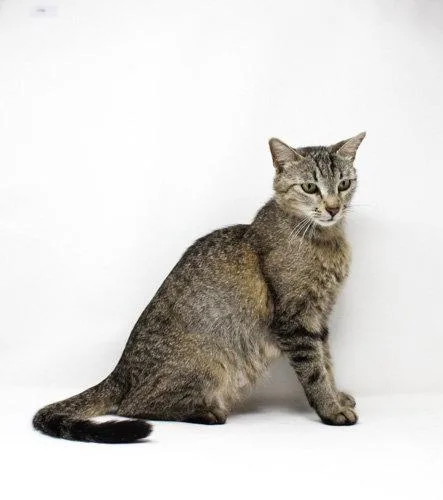 A young medium-sized female Domestic Short Hair cat named Momma Moose for adoption in Florence, AZ