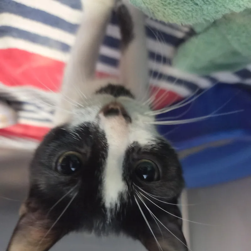 A young medium-sized female Black & White / Tuxedo Domestic Short Hair cat named Iris by The Goo for adoption in Brookings, SD